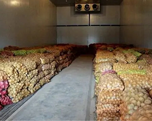 建造一千噸紅薯保鮮庫，費用大概在多少？