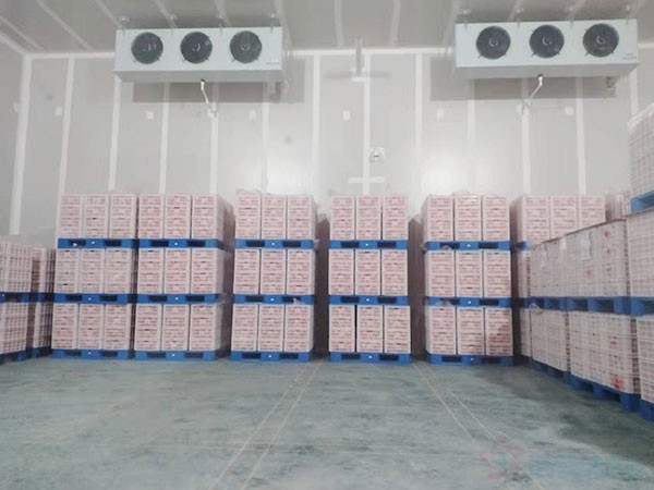 甘肅3000立方氣調(diào)果蔬冷庫建造價(jià)格
